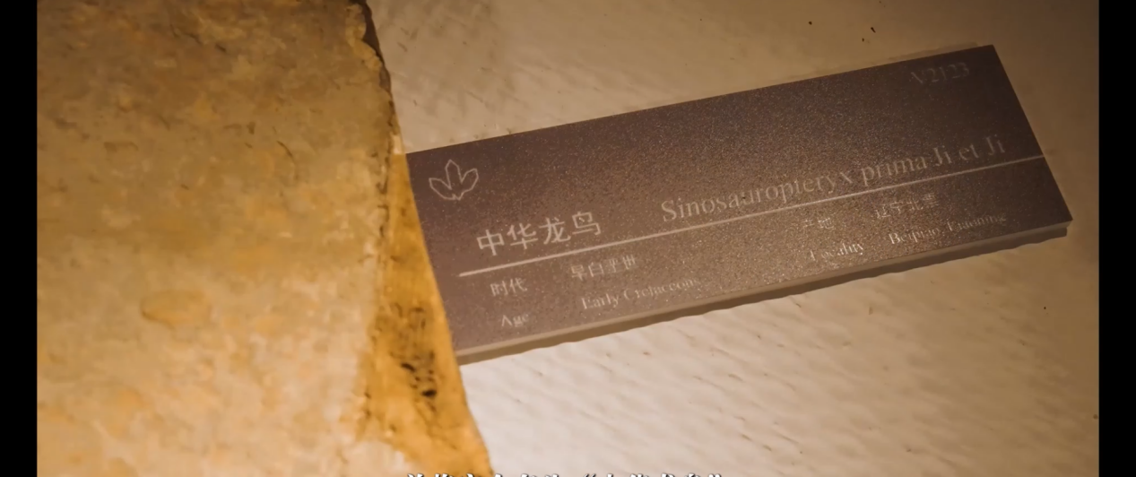 侏罗纪有没有鸟类？它们从何时开始飞翔？人类会不会灭绝？ 这一次，我们终于可以在福建的土地上寻找答案