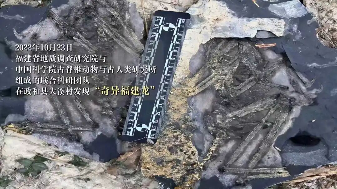 侏罗纪有没有鸟类？它们从何时开始飞翔？人类会不会灭绝？ 这一次，我们终于可以在福建的土地上寻找答案