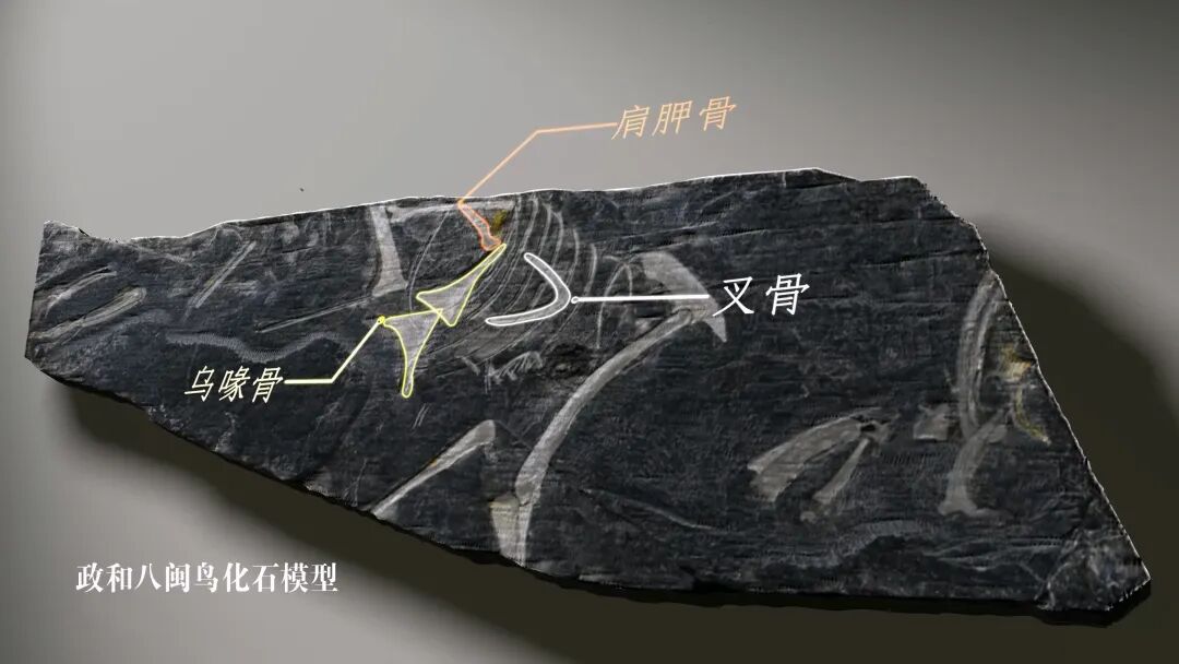 侏罗纪有没有鸟类？它们从何时开始飞翔？人类会不会灭绝？ 这一次，我们终于可以在福建的土地上寻找答案
