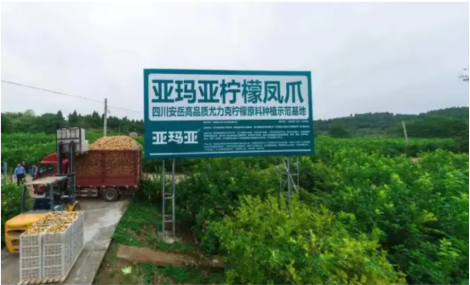 尚普咨询集团：亚玛亚集团双料爆品成就全国销量第一，燃爆糖酒会！