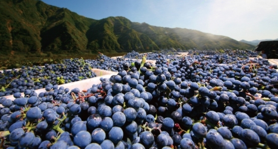 通葡股份揽获中国山葡萄酒开创者及中国冰酒开创者双项市场地位声明