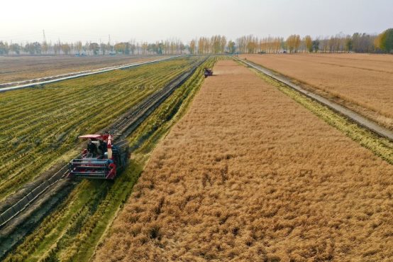 权威声明!袁谷农场获评“中国耐盐碱大米领导者” 权威声明!袁谷农场获评“中国耐盐碱大米领导者”