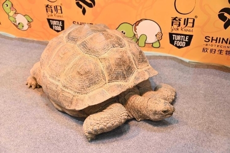 爱宠大集结 萌力挡不住｜直击2023寰球宠物博览会